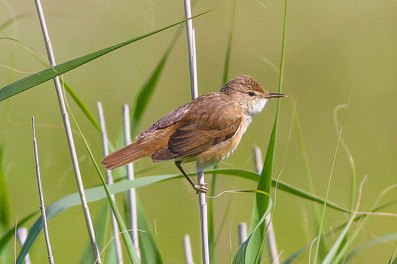 File:Eurasian Reed Warbler.jpg