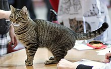 European-cat show Helsinki 2008.JPG