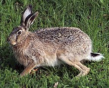 Description de l'image European hare.jpg.