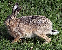 Avrupa hare.jpg