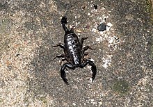 Euscorpius germanus 2.jpg