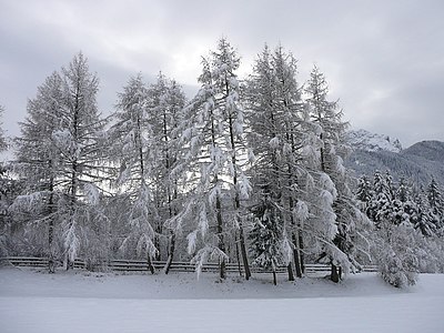 evergreen near Dobbiaco-Toblach, South Tyrol