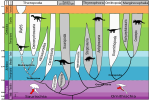 Миниатюра для Файл:Evolution of dinosaurs ES.svg