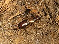 female and nymphs - brood care