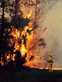 Wildfire on State Road #11, near Bunnell, Florida FEMA - 16980 - Photograph by Liz Roll taken on 06-29-1998 in Florida.jpg