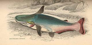 <i>Ageneiosus inermis</i> Species of fish