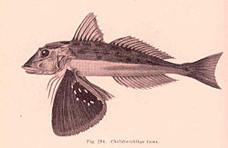 FMIB 45777 Chelidonichthys kumu.jpeg