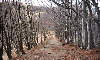 Beech trees near Monte Antola. Faggeta presso monte Antola.jpg