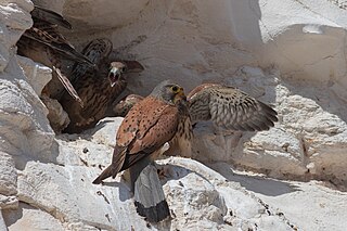 <span class="mw-page-title-main">Kestrel</span> Small bird of prey of the falcon genus, Falco