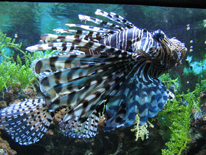 File:Feuerfisch Pterois antennata.jpg