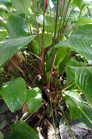 <i>Ficus vallis-choudae</i> Species of flowering plant