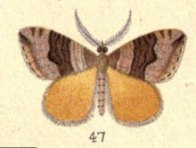 Abb. 47 Tafel VII Neuseeländische Motten und Schmetterlinge (1898) .png