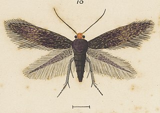<i>Stigmella progonopis</i> Species of moth