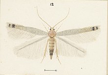 Fig 12 Female Batrachedra filicicola MA I437901 TePapa Plate-XL-The-butterflies full (cropped).jpg