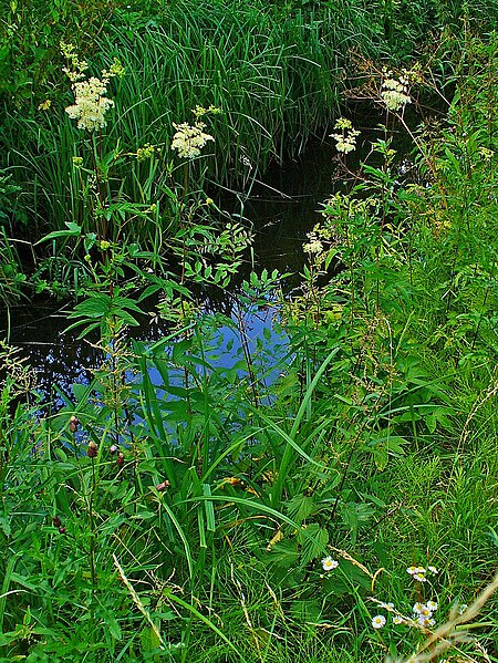 File:Filipendula ulmaria 002.JPG