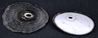 <i>Fissurella nigra</i> Species of gastropod