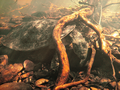 Thumbnail for Fitzroy River turtle