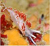 a photo of white sea slug with red cerata