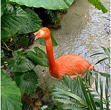 Flamingo at the Key West Butterfly and Nature Conservatory