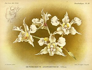 plate 39 Dendrobium ashworthiae Dendrobium forbesii