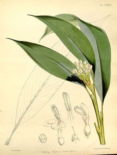 Alpinia_vitiensis