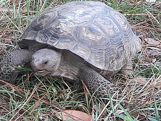 Florida Gopher Tortoise in Melbourne, FL