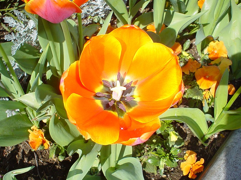 File:Flower-orange.jpg