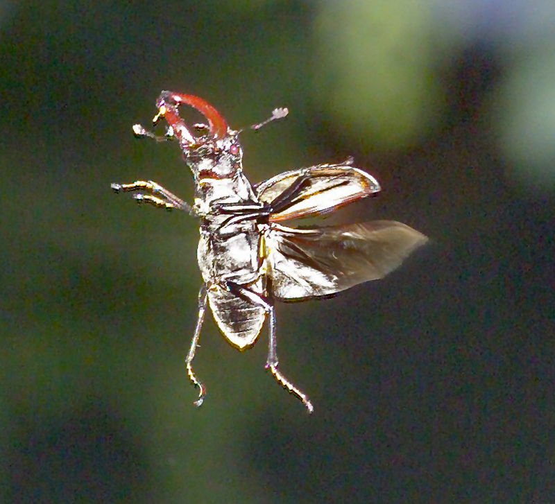 800px-Flying_Stag_detail.png