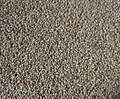 Food grain foxtail millet.jpg