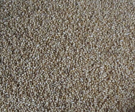 Tập_tin:Food_grain_foxtail_millet.jpg