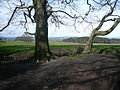 Footpath View towards Wren Wood - geograph.org.uk - 725106.jpg