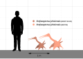 Forfexopterus size chart