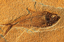 Fossilized eocene epoch fish Knightia eocaena.jpg