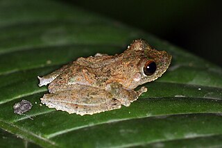 Frilled tree frog species of Amphibia