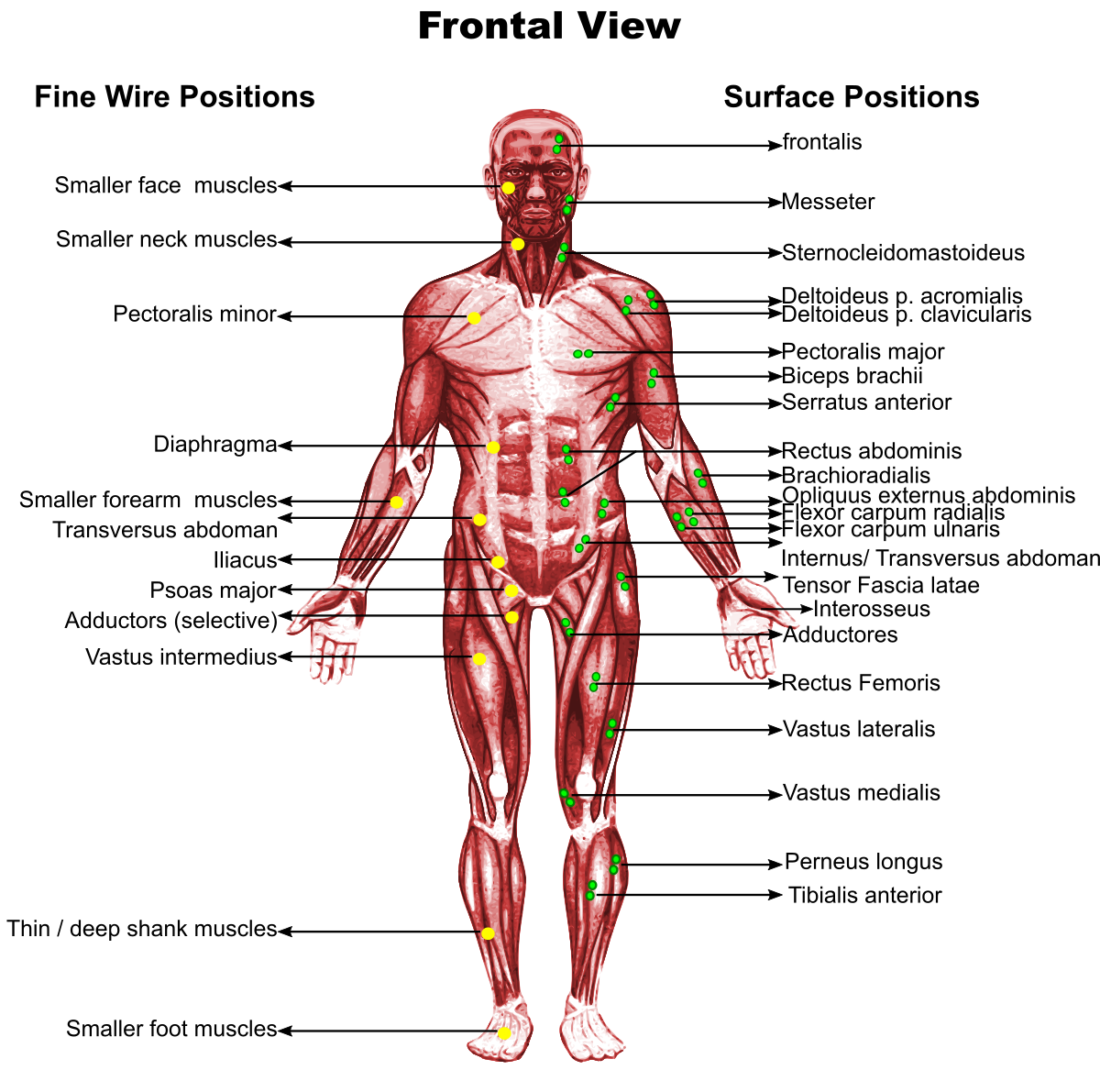 اين توجد العضلات الارادية في جسم الانسان ؟