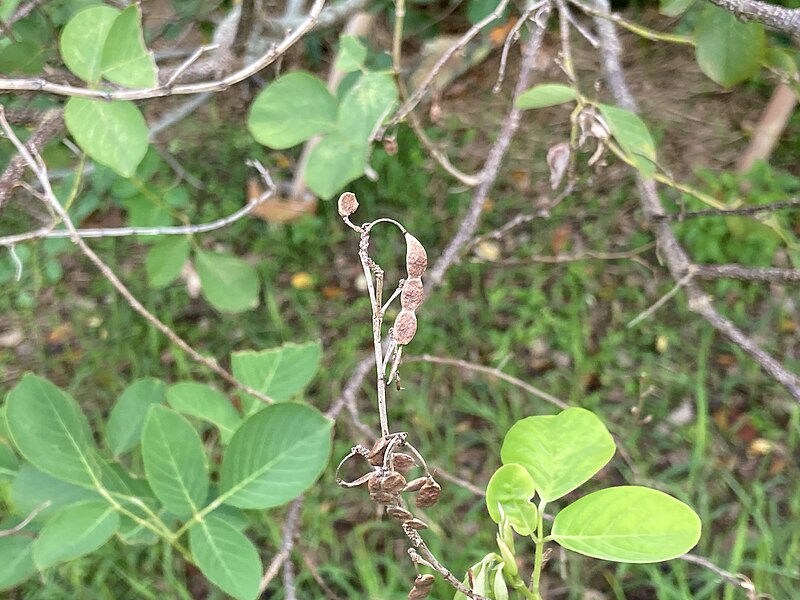 File:Fruits of Dendrolobium umbellatum.jpg