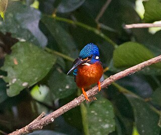 Blue-eared kingfisher bird of India and Southeast Asia