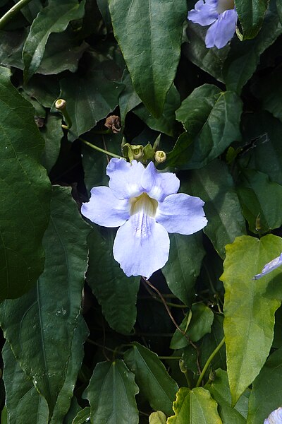 File:Garlic Vine Mansoa hymenaea g Madeira (32504918573).jpg