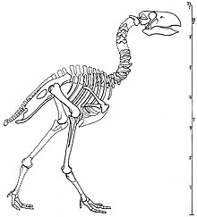 Resultado de imagen de gastornis