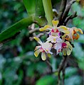 Gastrochilus flabelliformis