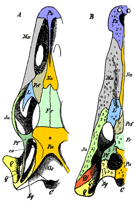 Diagram showing homologous bones of the skulls of a Monitor lizard and a Crocodile.  Jugal bone labelled Ju, in pale green, at centre left.