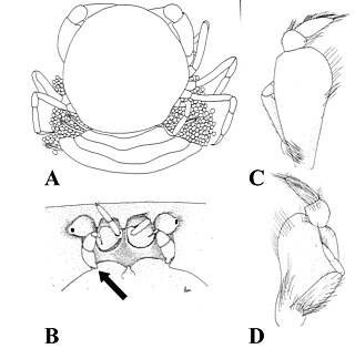 <i>Gemmotheres</i> Genus of crabs