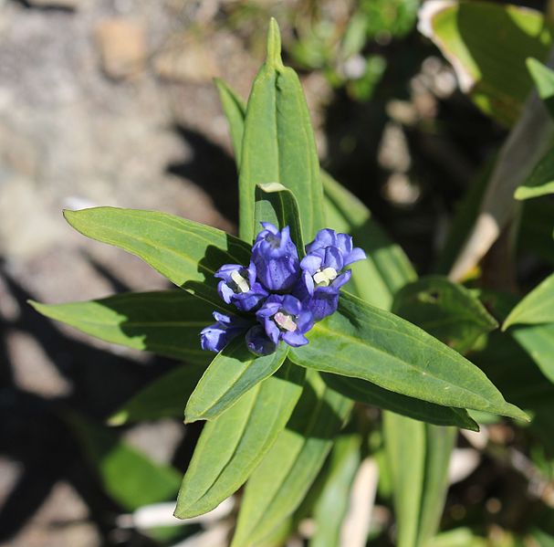 File:Gentiana makinoi (Mount Kitanomata).JPG