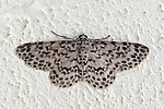 Miniatuur voor Bestand:Geometrid moth (Hymenomima camerata).jpg