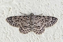 Geometrid moth (Hymenomima camerata).jpg