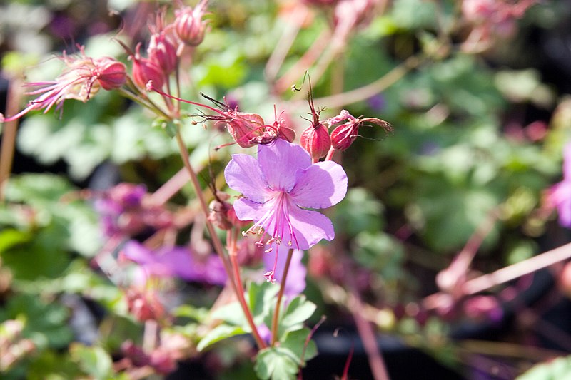 File:Geranium maculatum Espresso 3zz.jpg