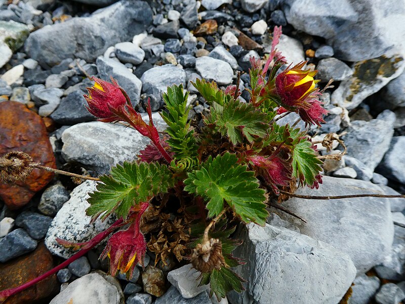 File:Geum reptans 02.jpg