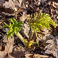 De plant perst zich al in februari uit de koude grond.