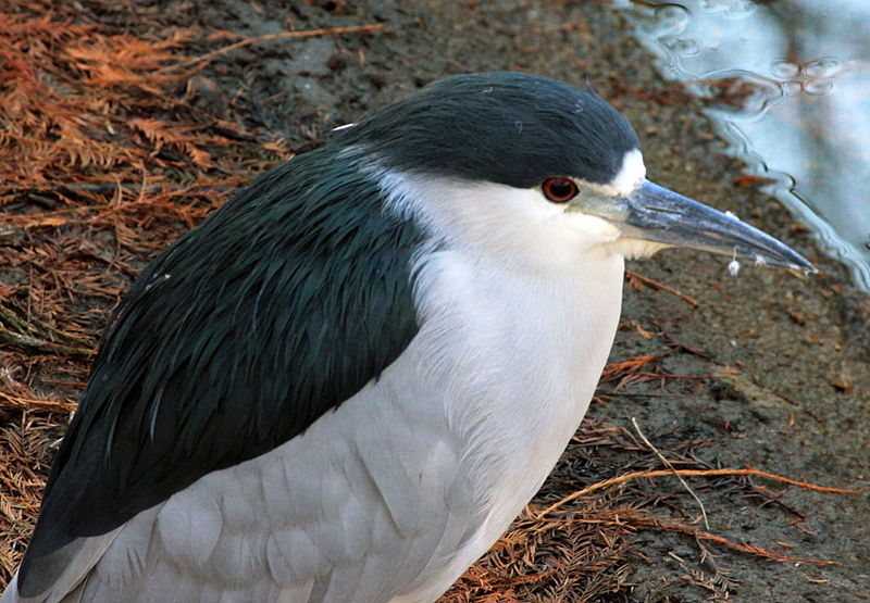 File:Gfp-fish-eating-bird.jpg