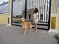 Girl with tethered Golden retriever 02